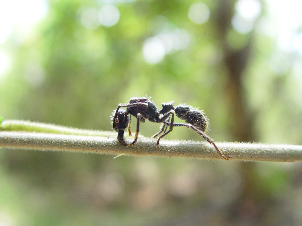 a bullet ant used in the bizarre traditions of the Sateré-Mawé  