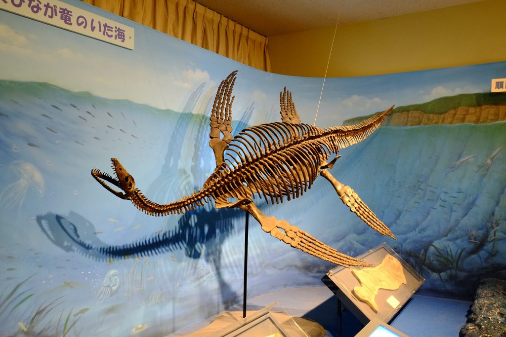 plesiosaur skeleton, many believe that the loch ness monster is a plesiosaur