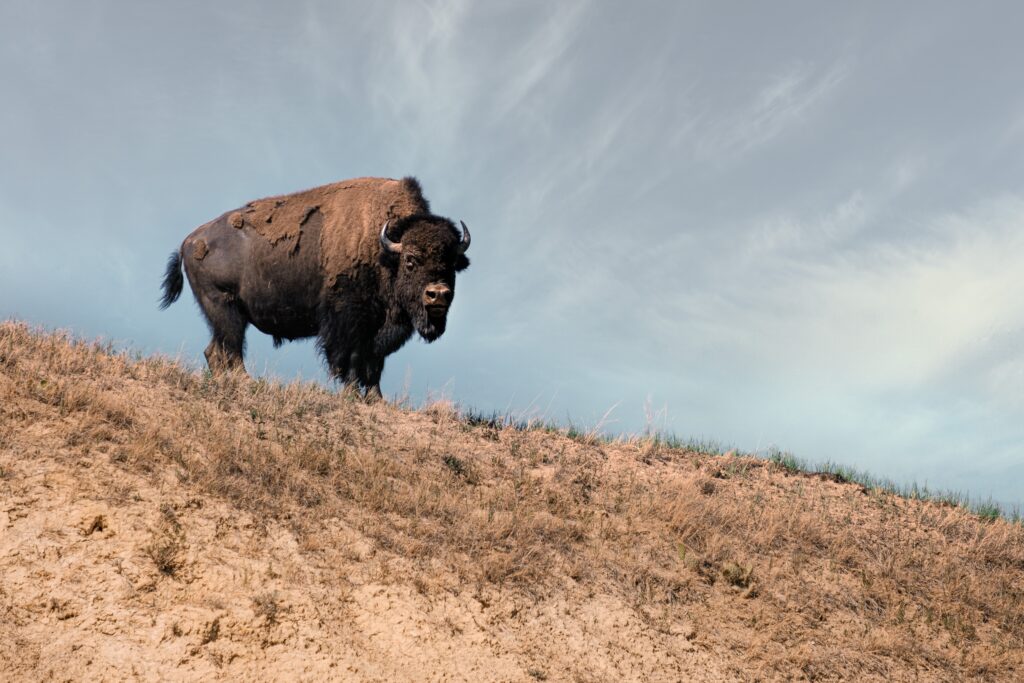 bison gores woman