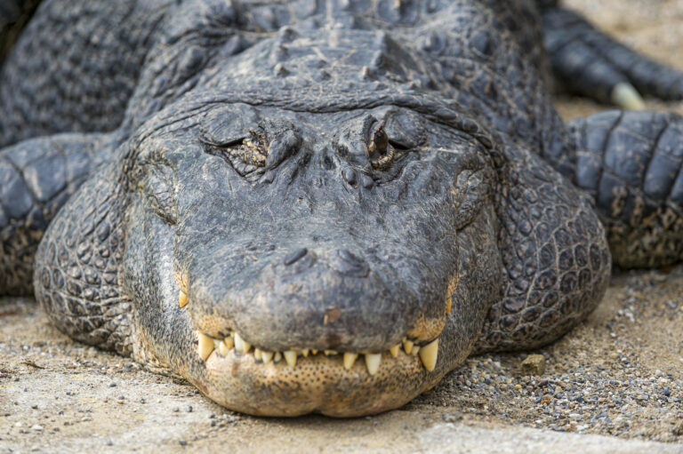 largest alligator on record