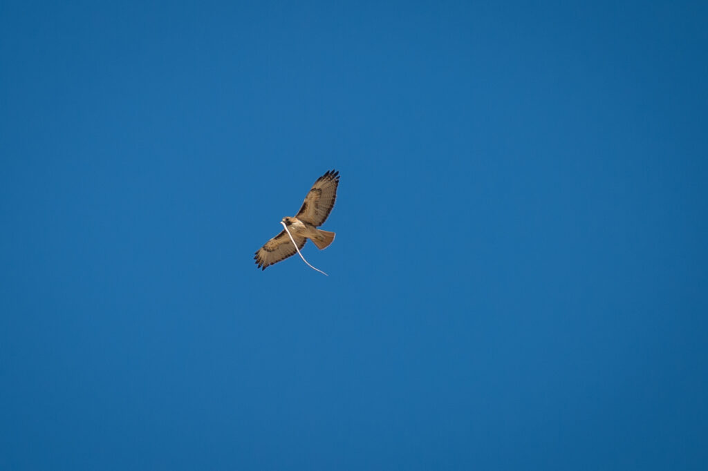 Hawk flying with a snake in its talons