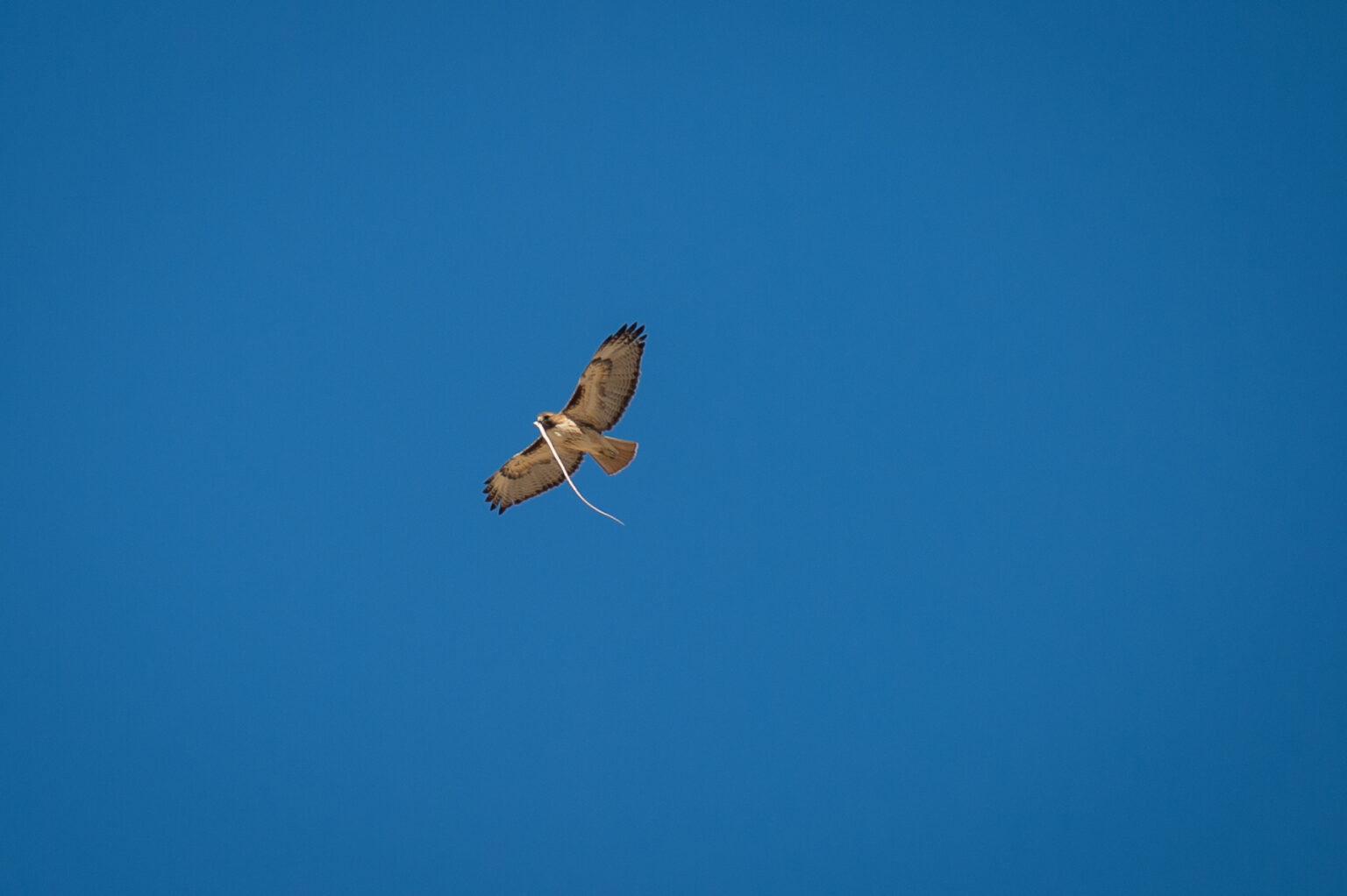 Hawk flying with a snake in its talons
