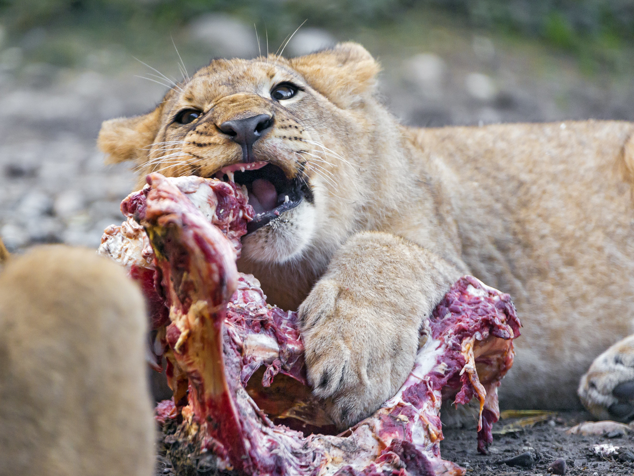 Lion eating carcass after attack
