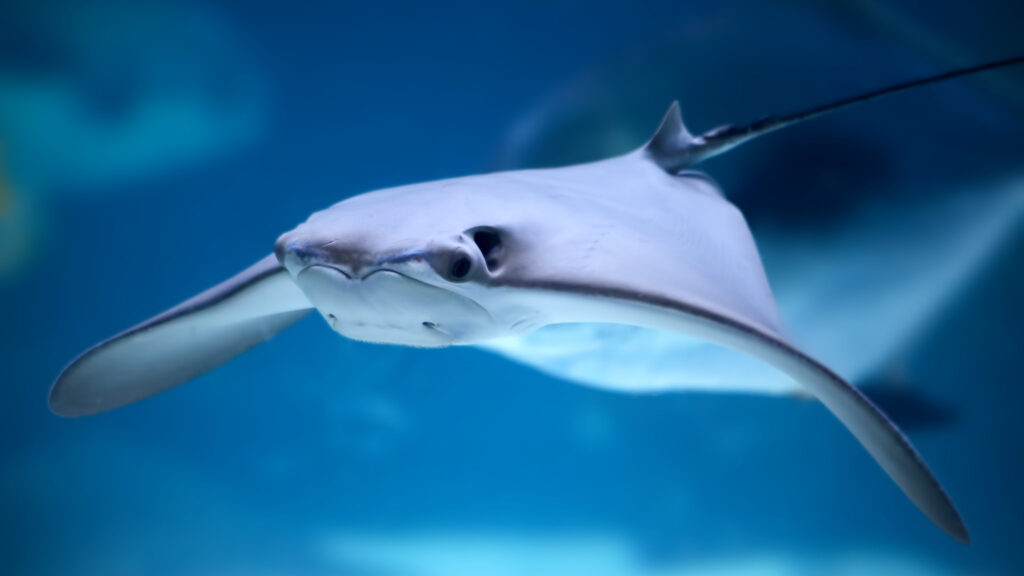 Stingray swimming