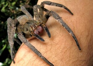 Brazilian Wandering spider on man's arm