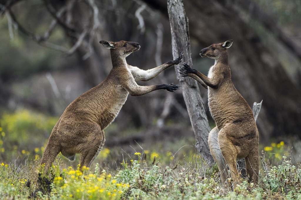 Boxing kangaroos funny animal videos